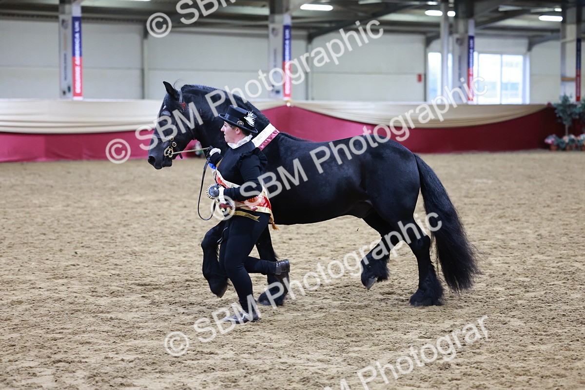 SBM_20442 - Class F - IH Small (148cm & Under)Champ