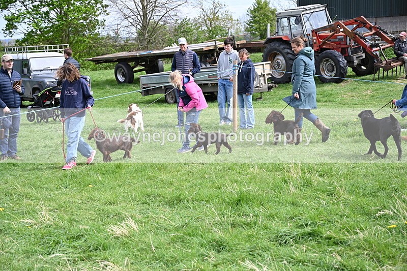 WJ6_8796 - Class 8 Best Working / Gun Dog or Bitch