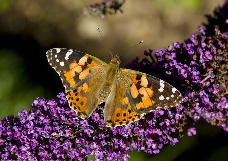 Painted Lady - FAVOURITES WILDLIFE GALLERY. Selected images from the wildlife collections.
