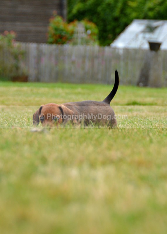  - Dachshunds