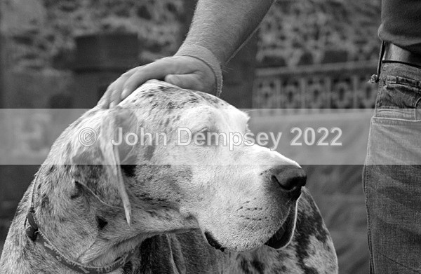 Benson Up Close - Walking the Dog