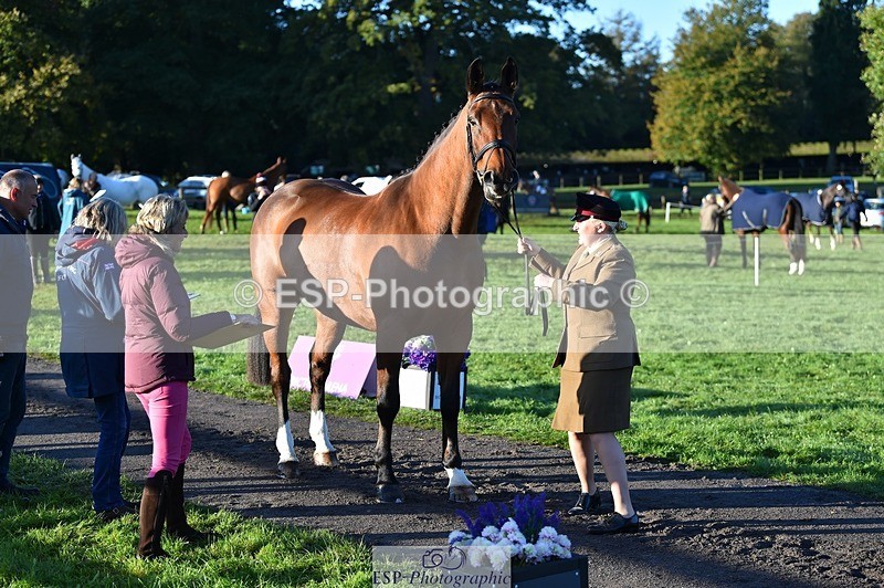 231022-090546-21560 - 634-PEMBROKE.MASTER.PIECE-Joanna.Dunn-TrotUp+SJ