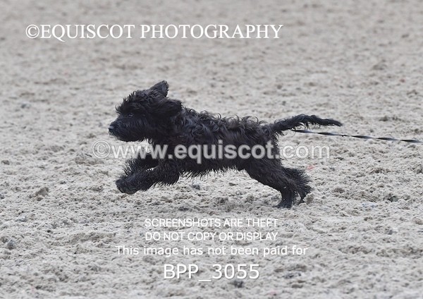 BPP_3055 - CLASS 7 SAT 1.05m Amateur Championship Qualifier/ 1.05m Open