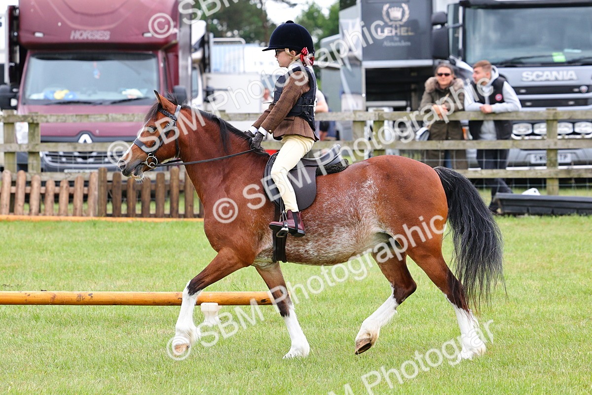 SBM_08771 - Class 42-43 - LIHS BSPS Heritage Working Sports Pony