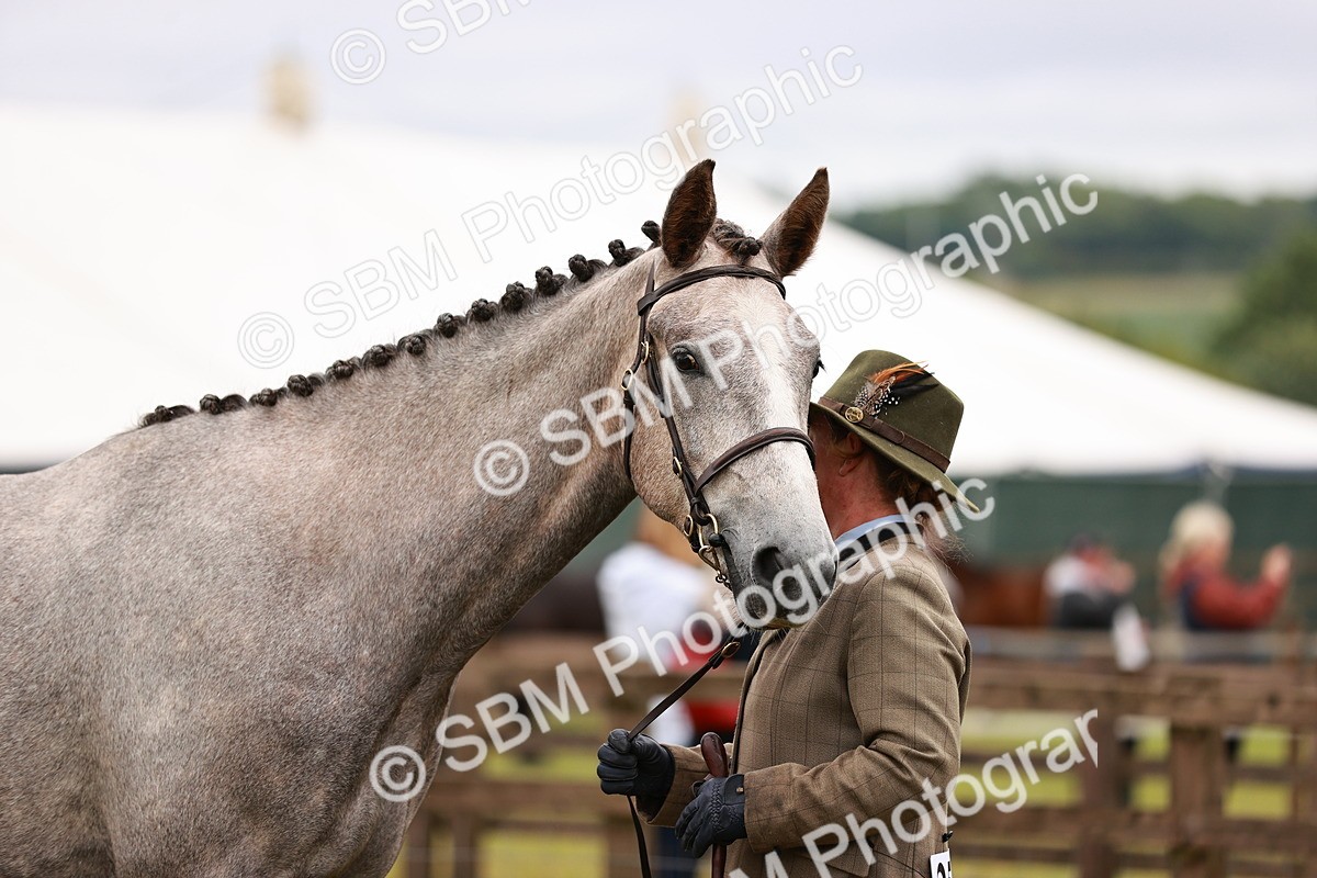 SBM_00729 - Class 26-30 Sport Horse In Hand