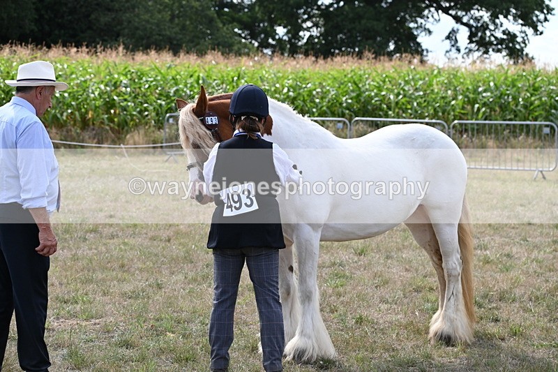 WJ6_6557 - Class 20 In-hand Cob