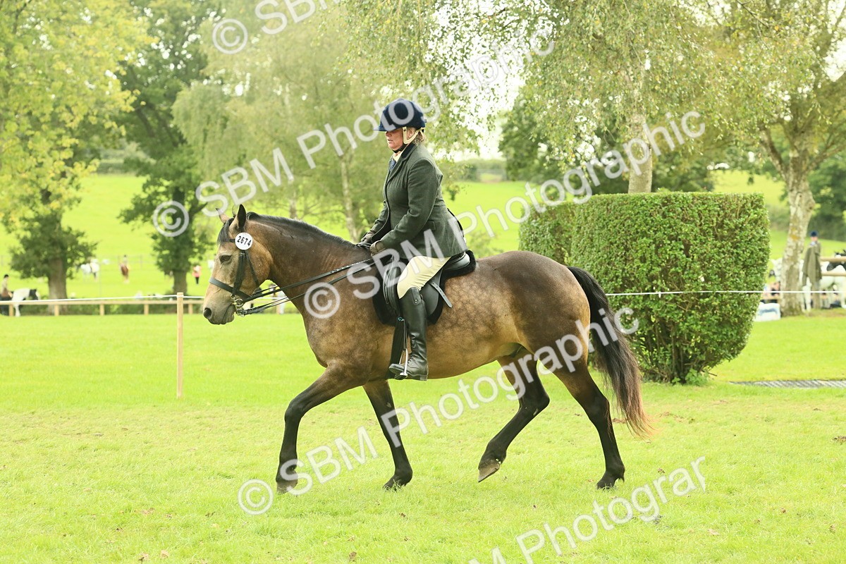 SBM_71950 - S60 - Mountain & Moorland Ridden Large Breeds