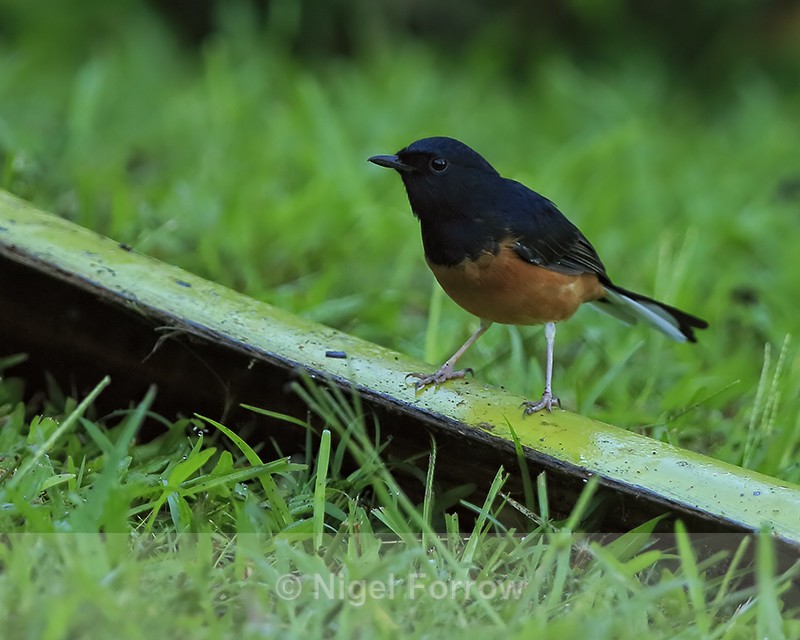 White-rumped Shama (male), Kauai - White-rumped Shama