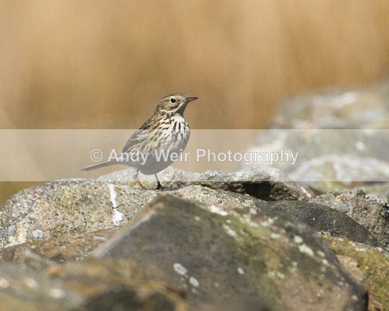 20110502-IMG_5316 - Pipits & Wagtails