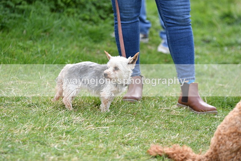 WJ5_0155 - Class 5 Best Veteran / 7 years & over