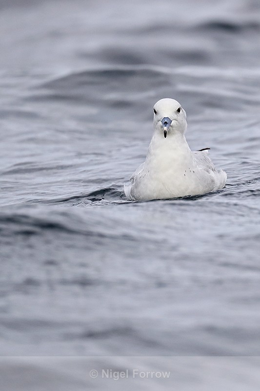 Front view of Southern Fulmar at sea, South Africa - Southern Fulmar