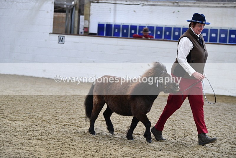 WJ5_5476 - Class 4 In hand M&M - small breeds