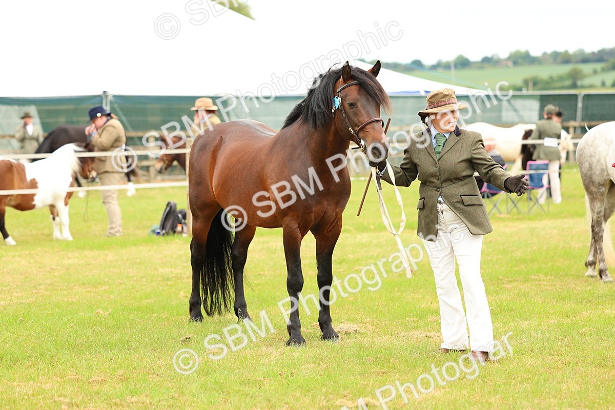 SBM_04231 - Class 64-67 - Shetland Pony In Hand