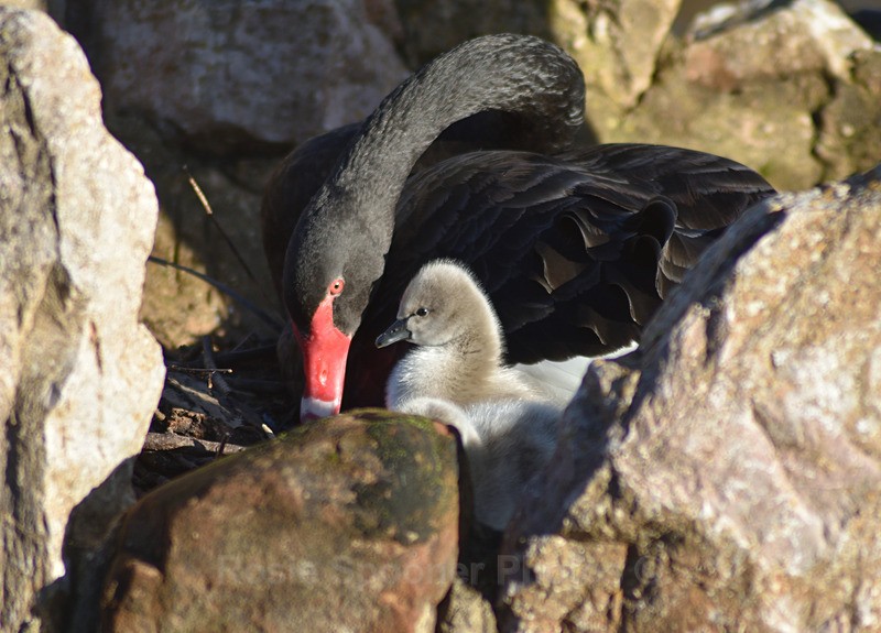 Black Swan cygnets new 2 - Dawlish (mainly black swans)