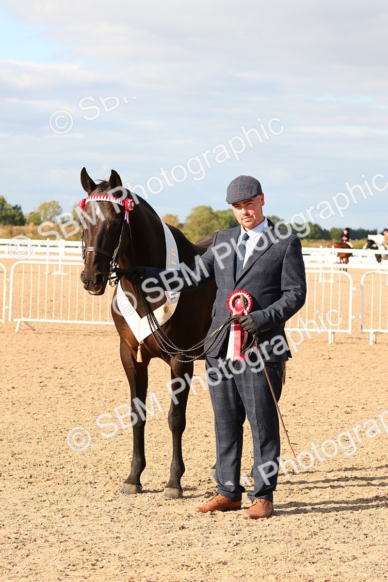 SBM_18422 - Class 318 - IH Part Bred Horse Pony