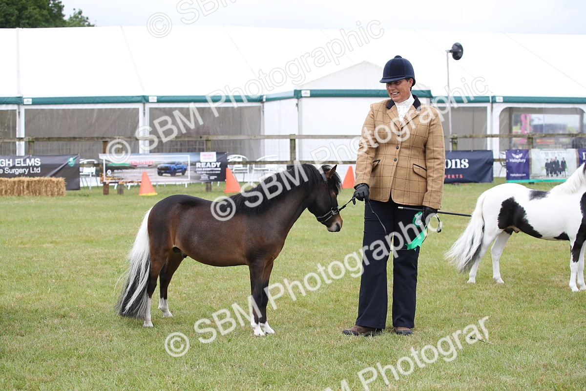 SBM_03838 - Class 23-25 - British Miniature Horse of the Year