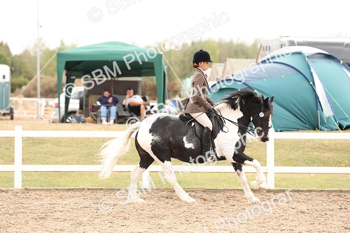 SBM_19664 - Class 216 - Ridden Traditional - Native Cob