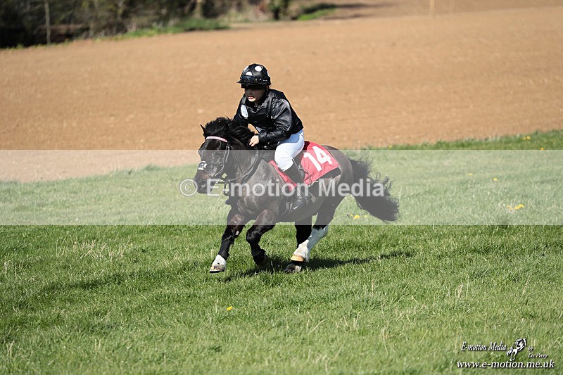 Shet 060426 309 - Shetland Pony Racing Paxford Races Easter Mon 06/04/26