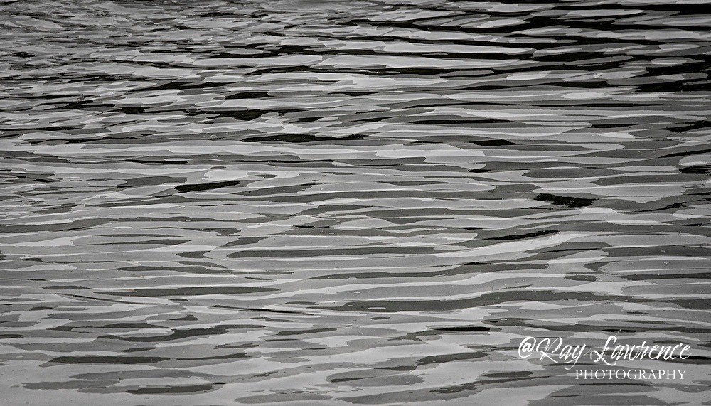 Layered Greys_RLP0085 - Double Take