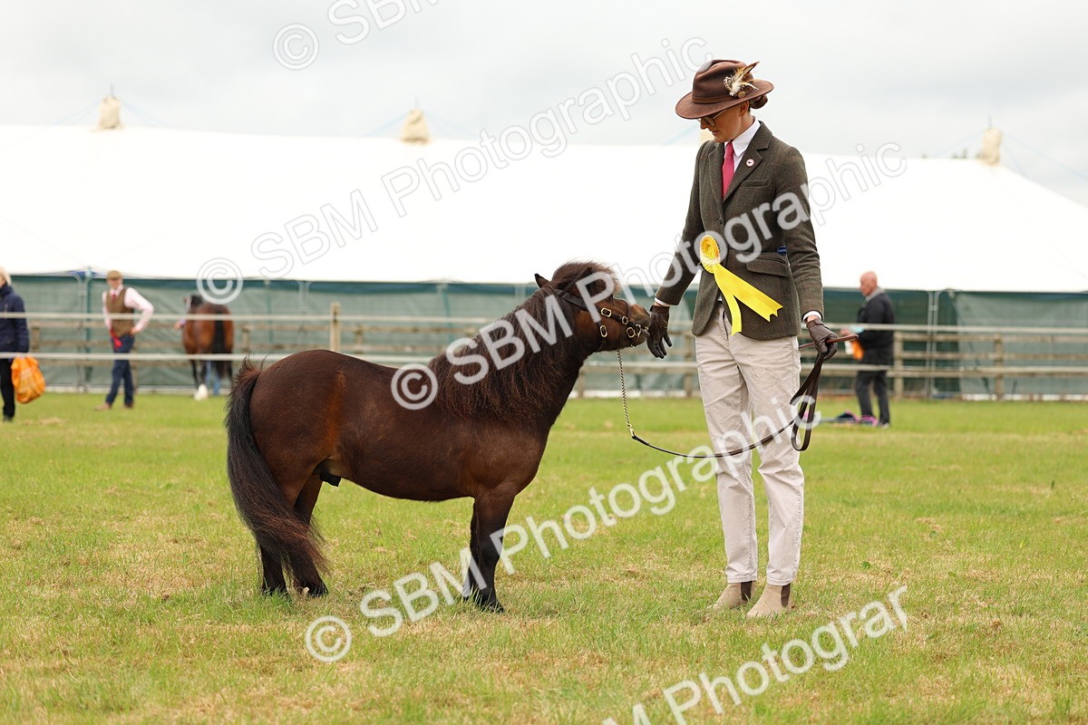 SBM_04495 - Class 64-67 - Shetland Pony In Hand