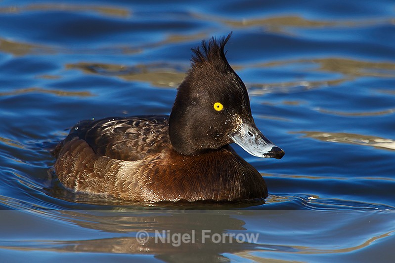 Tufted Duck (female) - Tufted Duck