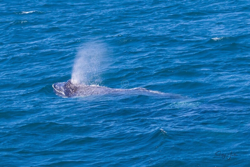 Baby blow 2 0A3A6526 - Humpback Whales