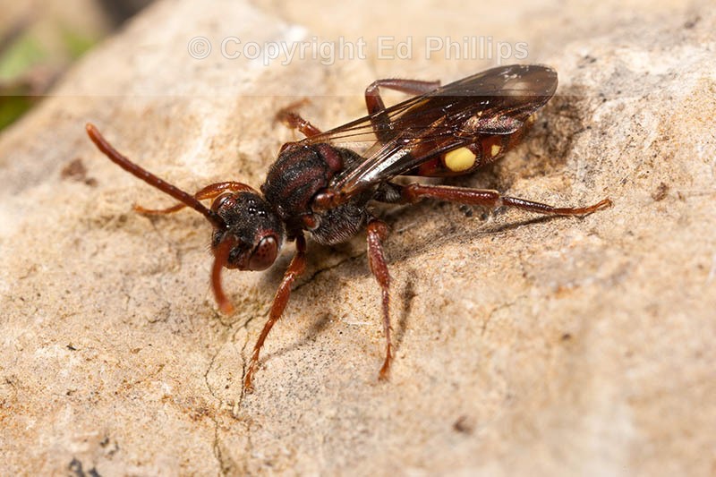 Nomada hirtipes (f)