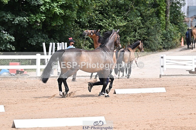 250716-125632-00233 - Trot Up 12.30 to 1.30