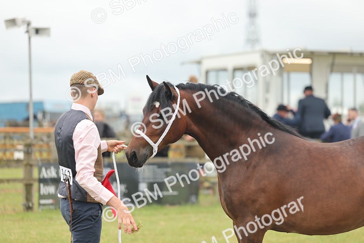 SBM_04840 - Class 50-57 - M&M Welsh Pony In Hand
