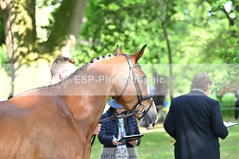 250521A-164540-01316 - C-257-Mark.Davidson-NO.LIMITS.DAMERLOO