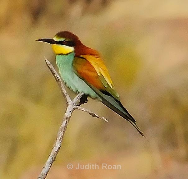 European Bee-eater - South Africa Birds and Mammals