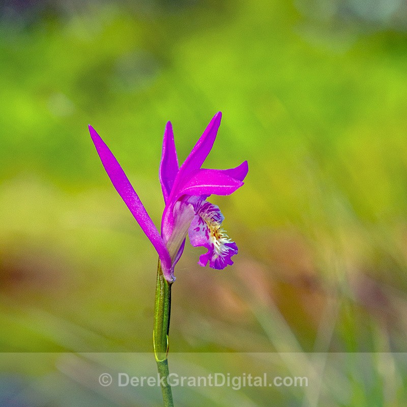 Arethusa bulbosa (Dragon's Mouth Orchid) - Flora