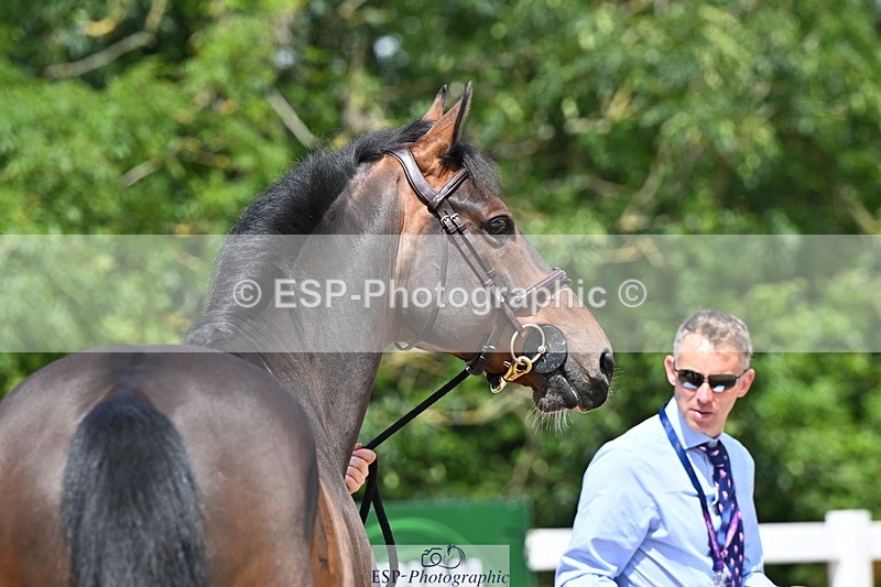 240718A-105249-01199 - Trot Up 12pm to 1pm