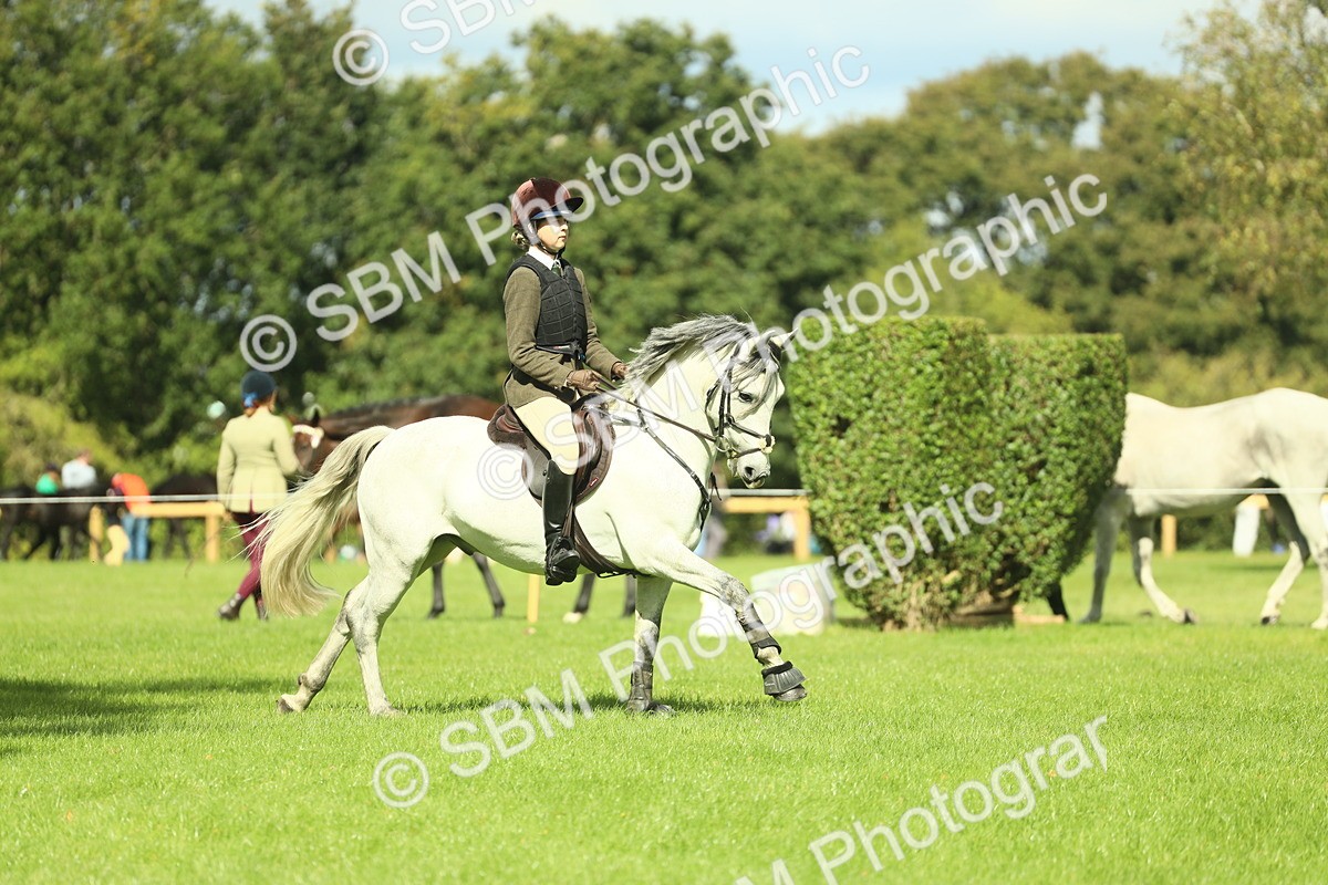 SBM_42937 - S30 - M&M Working hunter Pony