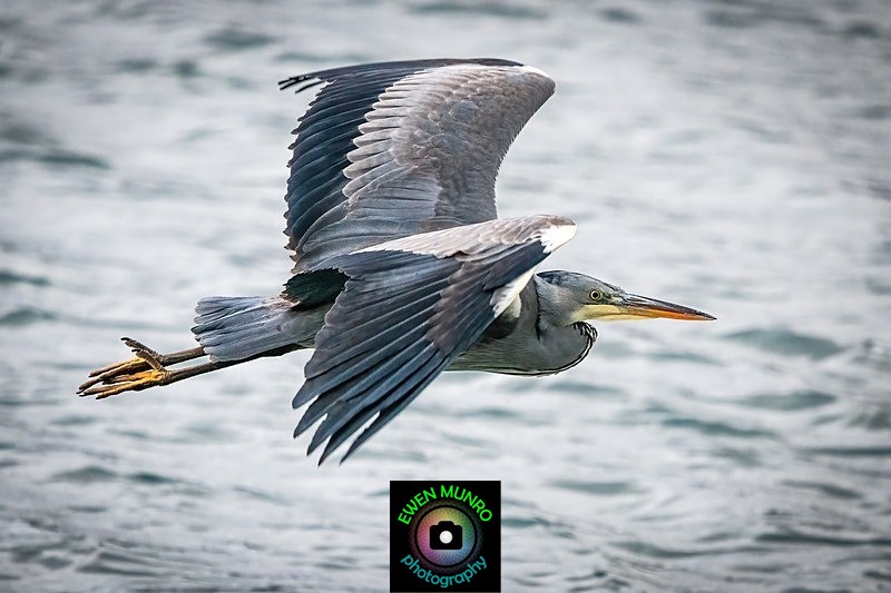 BBH-01-Soar - Heron