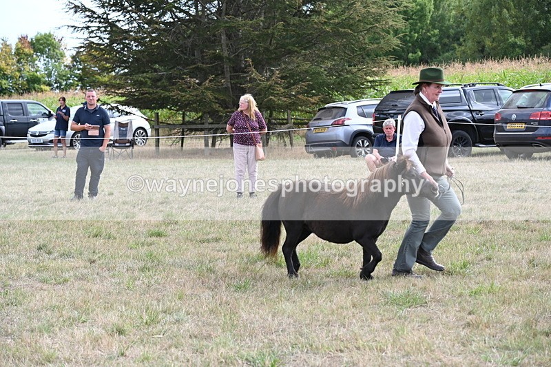WJ6_7000 - Class 21 Shetland & Mini Horses