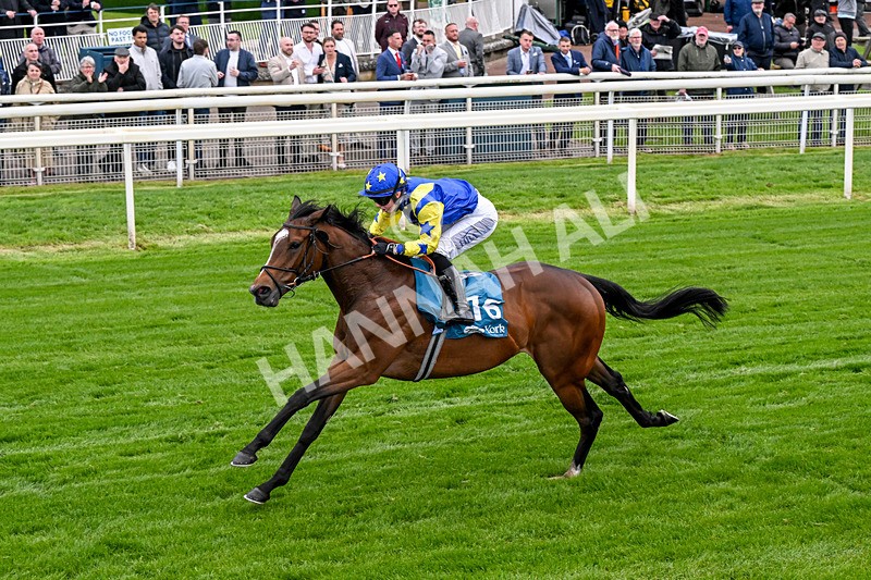 130526-Race 6-Startled-0381 - Race 6 4.40pm Conundrum HR Consulting Handicap