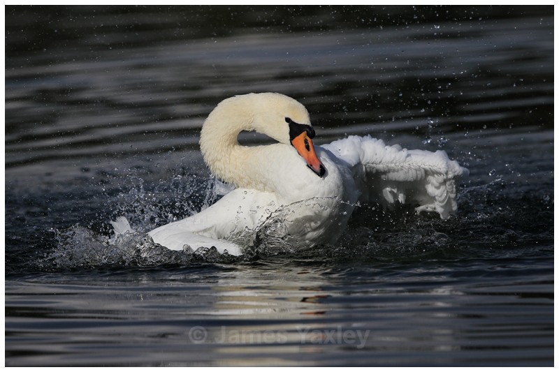 Bird Bath - River Scrape & Lake