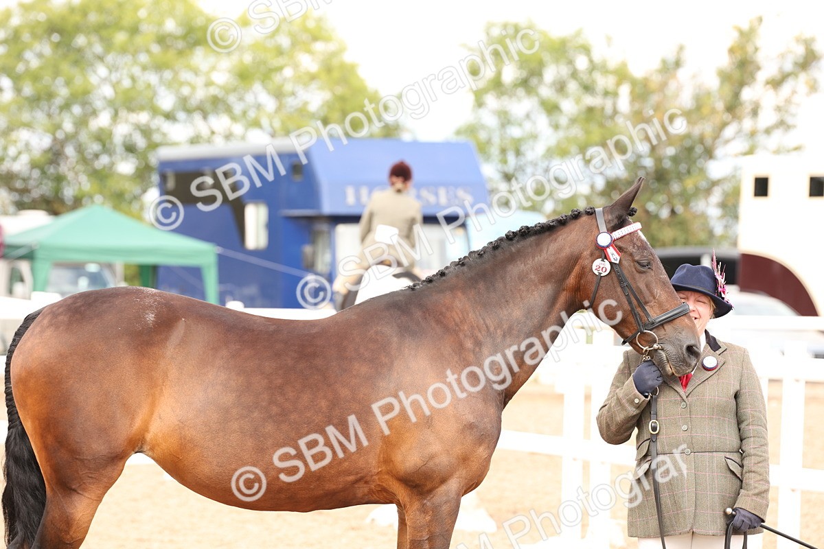 SBM_14640 - Class 208 - IH Veteran Horse