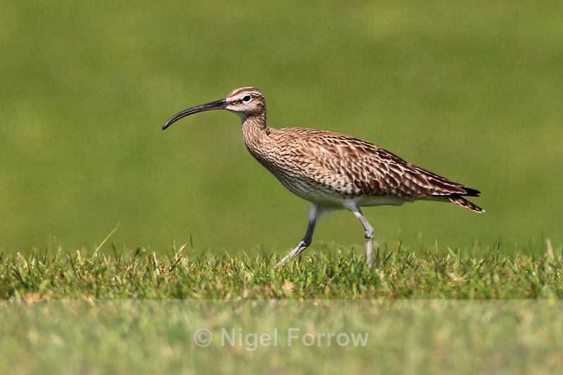 Whimbrel walking in grass on Islay - Whimbrel
