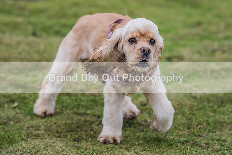 Birkrigg-957 - Kendal Winter League Races Birkrigg Sunday 28th January 2024