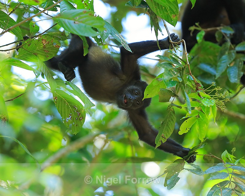 Mantled Howler Monkey, Manuel Antonio, Costa Rica - Monkey