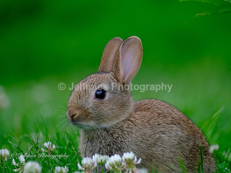  - Wildlife and Nature