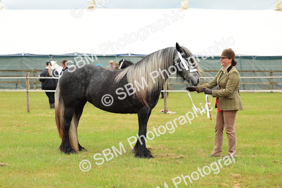 SBM_00429 - Class 58-67 - M&M Non Welsh Pony In hand