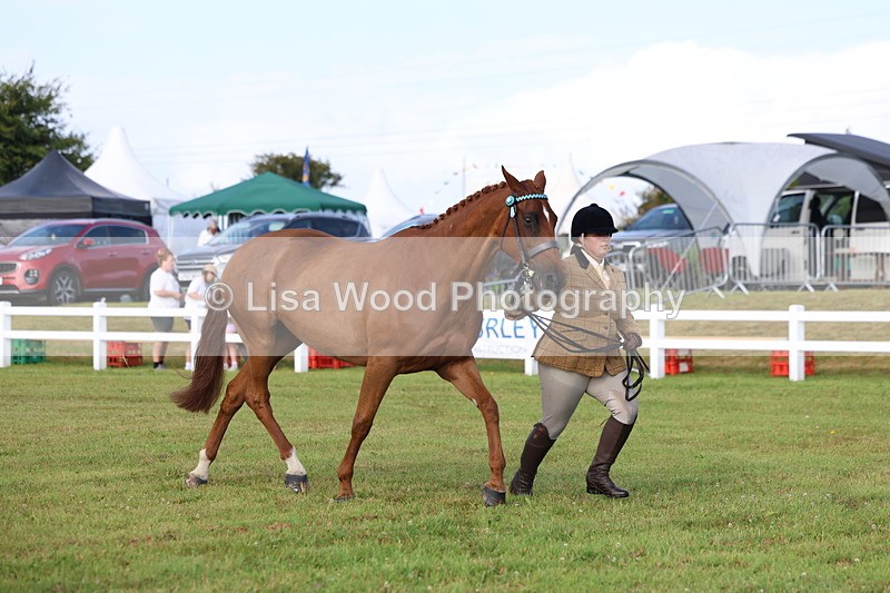 3E7A8360 - Class 2: Rising Star Large Hack/Riding Horse