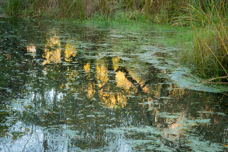 Bricky Pond Common 5 - Mindfulness and Meditation
