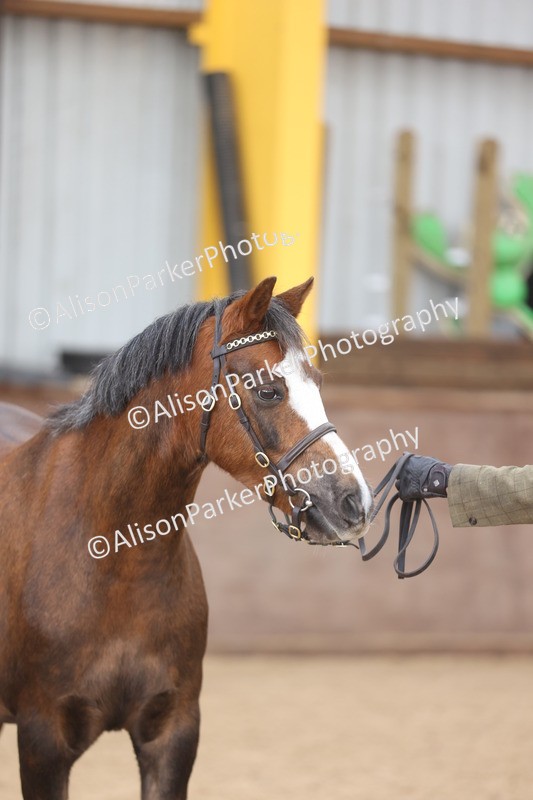 20251109-0670 - Class 22 - Geldings 4 Years and over