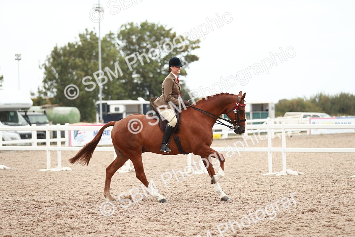 SBM_17646 - Class 215 Ridden Hack/ Riding Horse