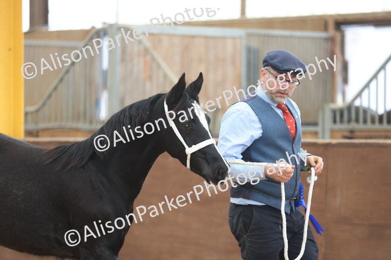 20251109-0819 - Class 24 - Foals