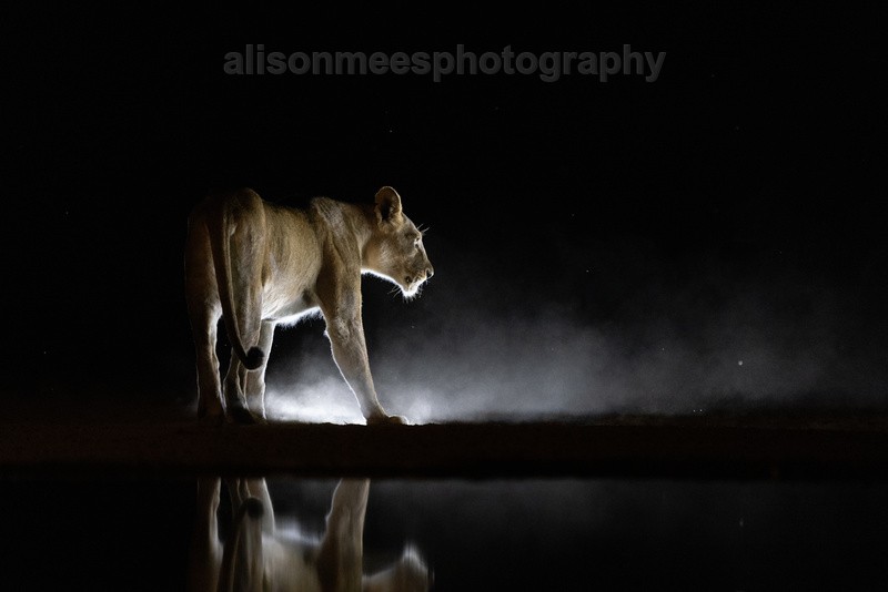  - African Safaris
